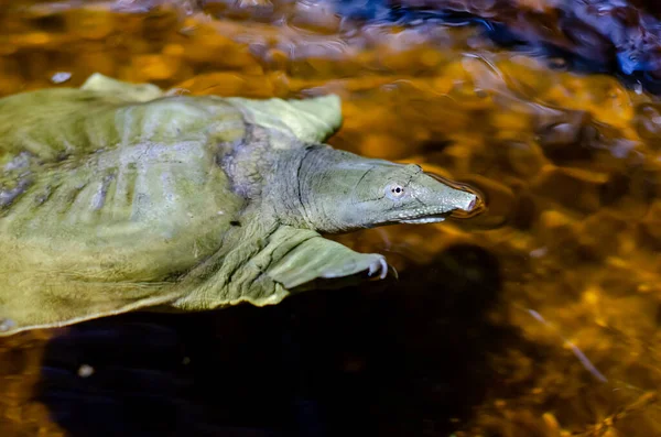 Čínská Želva Pelodiscus Sinensis — Stock fotografie