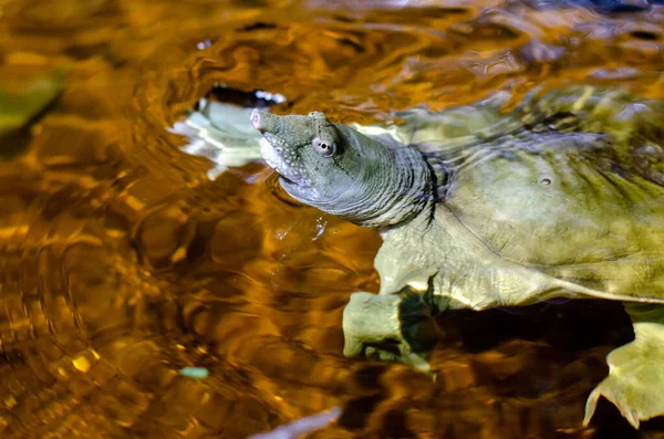 Tortuga Cáscara Blanda China Pelodiscus Sinensis — Foto de Stock