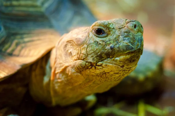 Primer Plano Tortuga Espoleada Africana —  Fotos de Stock