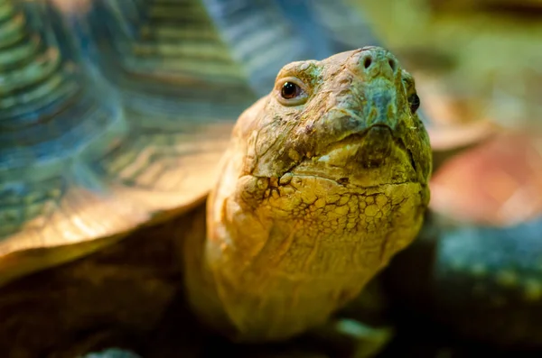 Close Van Afrikaanse Aangewakkerde Schildpad — Stockfoto