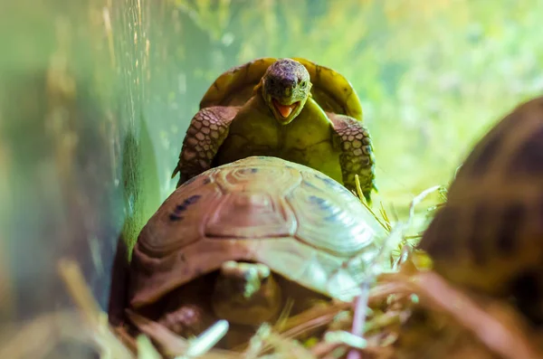 Schildkröten Paaren Sich Die Griechische Schildkröte Testudo Graeca — Stockfoto
