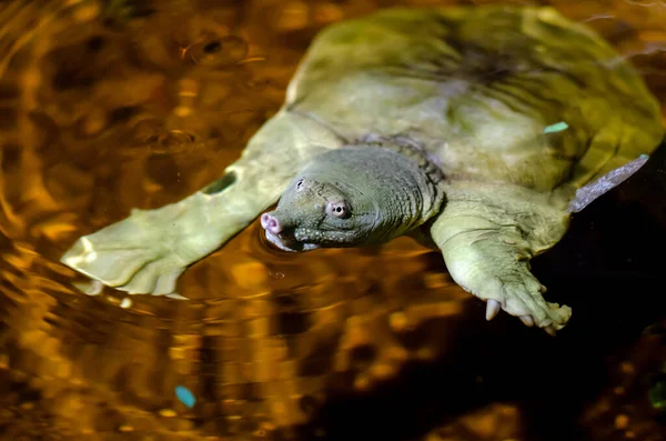 Tortuga Cáscara Blanda China Pelodiscus Sinensis — Foto de Stock