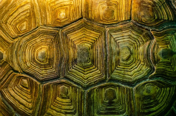 African Spurred Tortoise Shell Texture Detail — Stock Photo, Image