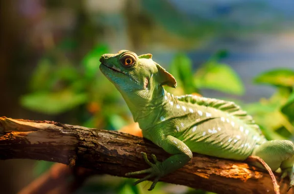 Basiliscus Basiliscus Est Une Espèce Amphibiens Famille Des Corytophanidae — Photo