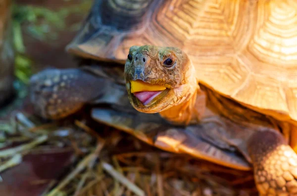 Close Van Afrikaanse Aangewakkerde Schildpad — Stockfoto