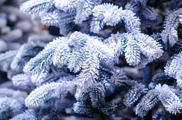Close Hristmas Tree Snow — Stock Photo, Image