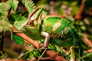 Perdeli bukalemun (Chamaeleo calyptratus). Diğer yaygın isimler külah başlı bukalemun ve Yemen bukalemunudur..