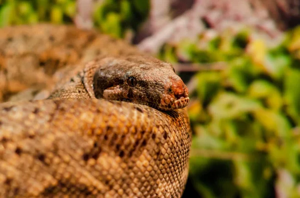 The boa constrictor (Boa constrictor), also called the red-tailed boa or the common boa