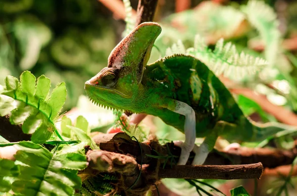 Caméléon Voilé Chamaeleo Calyptratus Autres Noms Communs Incluent Caméléon Tête — Photo