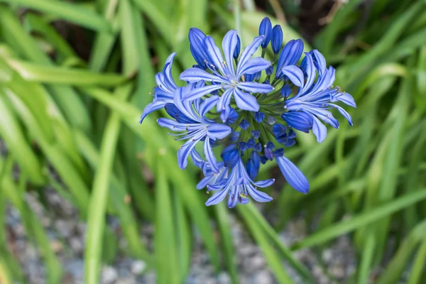 Indah Biru Bunga Close Padang Rumput Alpen Hijau Swiss — Stok Foto