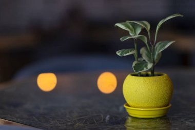 Koyu arka plan üzerinde cam masada küçük sarı tencerede Yeşil ofis çiçek bitki