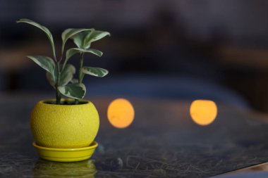 Koyu arka plan üzerinde cam masada küçük sarı tencerede Yeşil ofis çiçek bitki