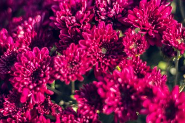 Sonbahar hrysanthemums, sabah gelişen çiçekler, renk patlama.