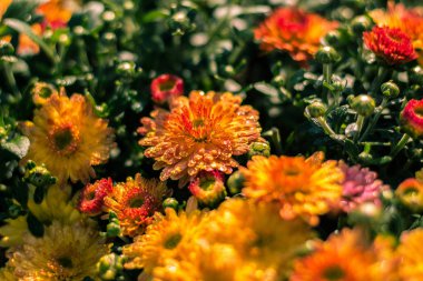 Sonbahar hrysanthemums, sabah gelişen çiçekler, renk patlama.