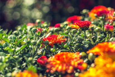 Sonbahar hrysanthemums, sabah gelişen çiçekler, renk patlama.