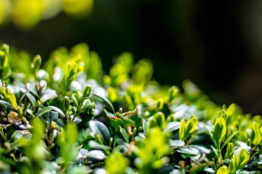 Sulu yeşil çobanpüskülü crenata, taze bitki