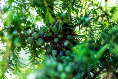 Yeşil ardıç, Genç sürgünler ve çilek