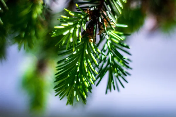 Green Juniper Young Shoots — Stock Photo, Image