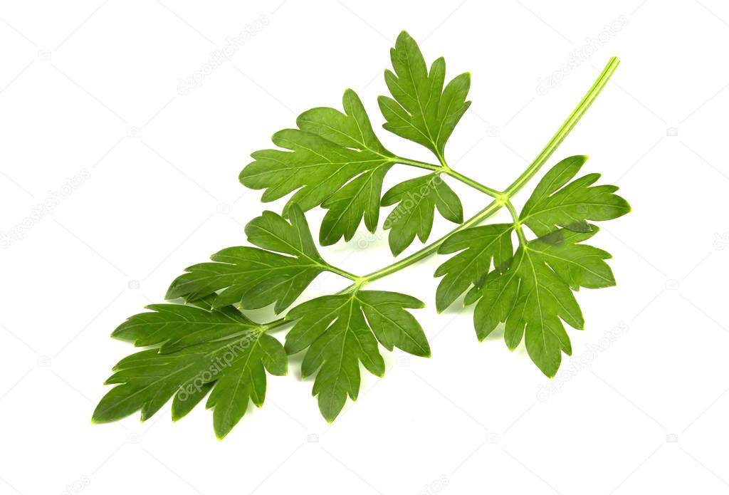 fresh green parsley leaves isolated on white background