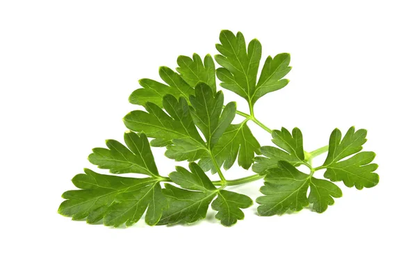 Fresh Green Parsley Leaves Isolated White Background — Stock Photo, Image