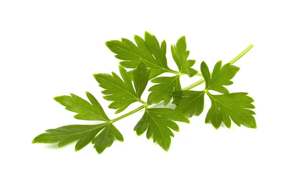 Зеленые Листья Петрушки Изолированы Белом Фоне — стоковое фото