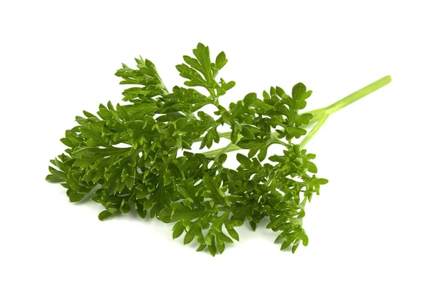 Fresh Green Parsley Leaves Isolated White Background Royalty Free Stock Images