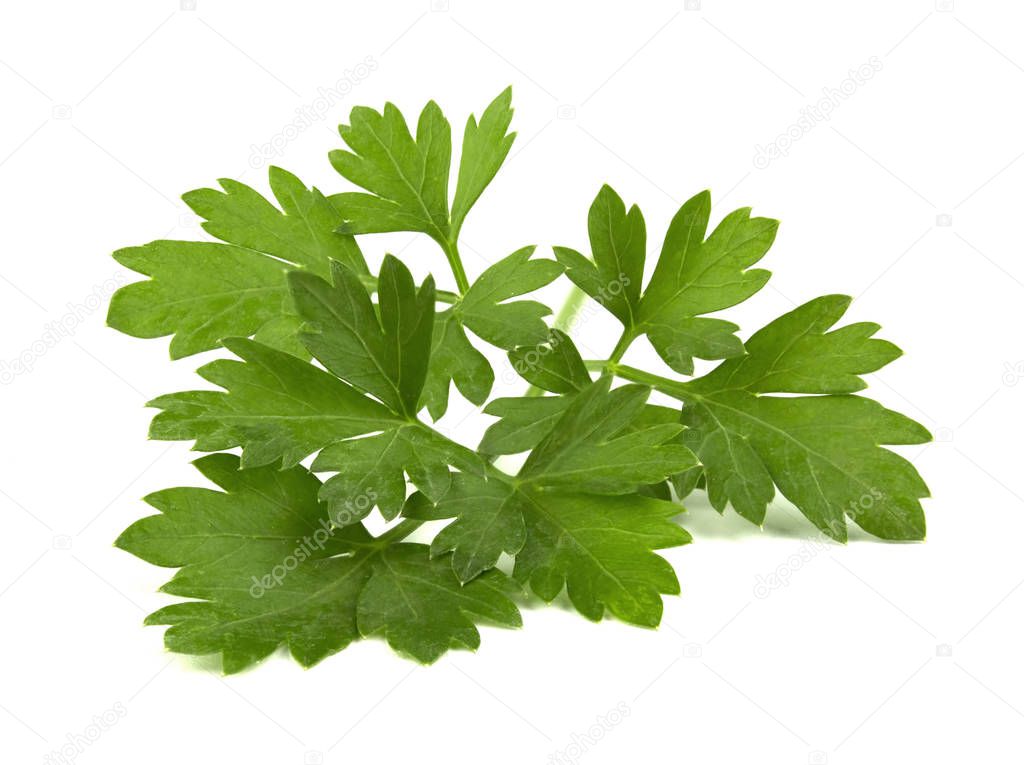 fresh green parsley leaves isolated on white background