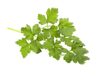 izole üzerinde beyaz arka plan taze yeşil maydanoz yaprakları