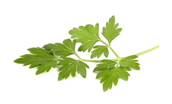 Fresh Green Parsley Leaves Isolated White Background — Stock Photo, Image