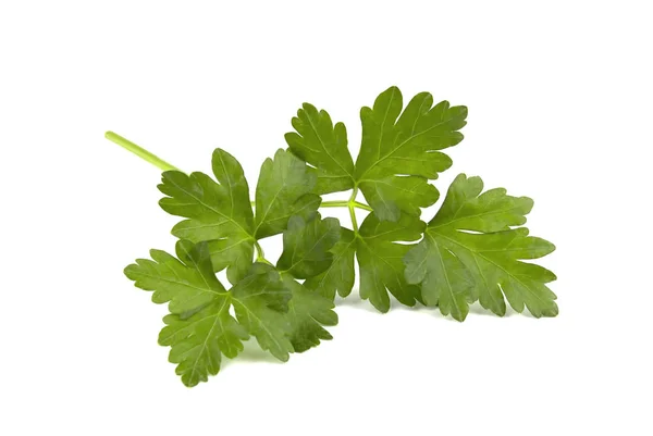 Fresh Green Parsley Leaves Isolated White Background — Stock Photo, Image
