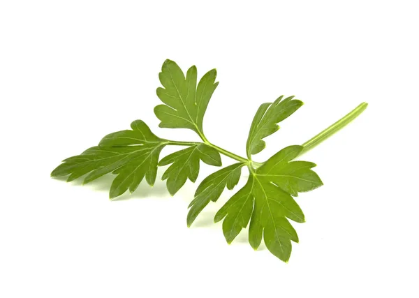 Fresh Green Parsley Leaves Isolated White Background — Stock Photo, Image