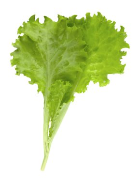 Salata yaprağı. Beyaz arkaplanda marul izole.