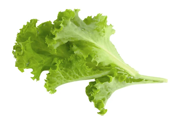 Salad Leaf Lettuce Isolated White Background — Stock Photo, Image