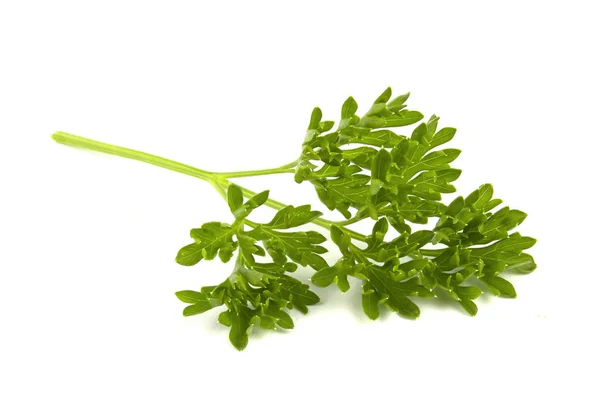 Verse Groene Peterselie Laat Geïsoleerd Witte Achtergrond — Stockfoto