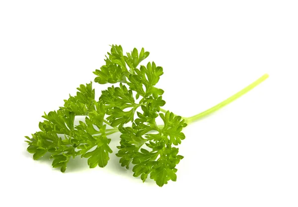 Fresh Green Parsley Leaves Isolated White Background — Stock Photo, Image