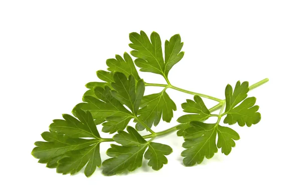 Fresh Green Parsley Leaves Isolated White Background — Stock Photo, Image