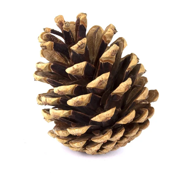 Pine cone isolated on white background — Stock Photo, Image