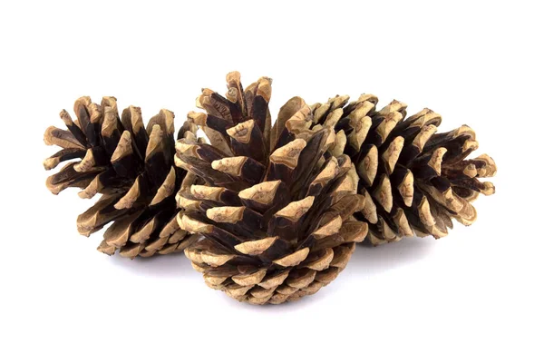 Pine cone isolated on white background — Stock Photo, Image