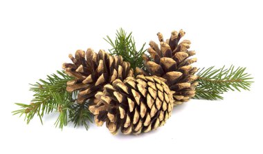 Pine cones and fir tree branch on a white background clipart