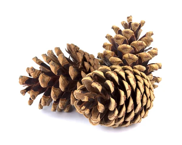 Pine cone isolated on white background — Stock Photo, Image