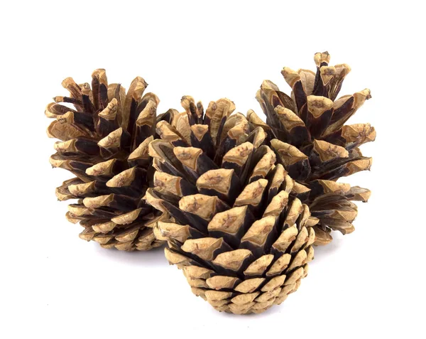 Pine cone isolated on white background — Stock Photo, Image