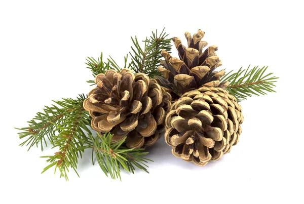 Pine cones and fir tree branch on a white background — Stock Photo, Image