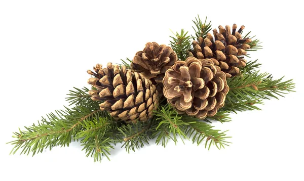 Pine cones and fir tree branch on a white background — Stock Photo, Image