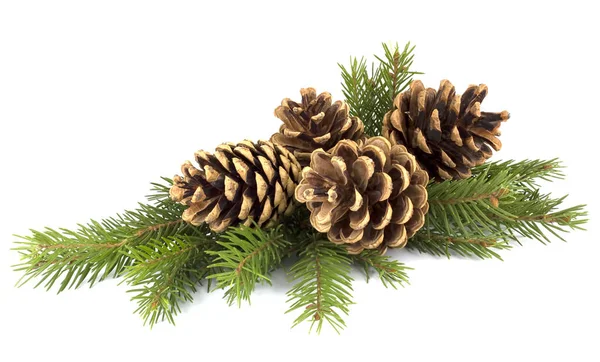 Pine cones and fir tree branch on a white background — Stock Photo, Image