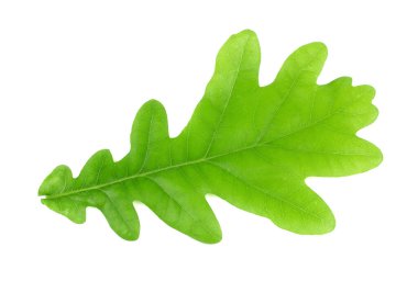 Beyaz arkaplanda yeşil meşe yaprakları izole