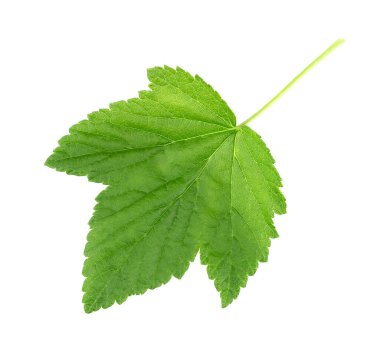 Beyaz arkaplanda yeşil yapraklar ayrık