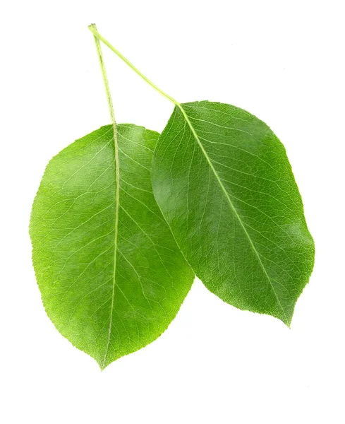 Πράσινα Φύλλα Αχλαδιών Απομονωμένα Λευκό Φόντο — Φωτογραφία Αρχείου
