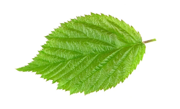 Folhas Verdes Blackberry Isolado Fundo Branco — Fotografia de Stock