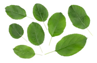 Yeşil yapraklar beyaz arkaplanda izole edilmiş elmalar