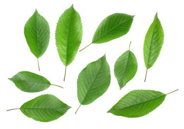 Beyaz arkaplanda yeşil yapraklar izole edilmiş